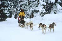Sled dogs